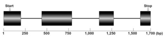 Fig. (8)