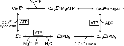 SCHEME 1.