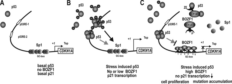 FIGURE 7.