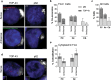 Fig. 7