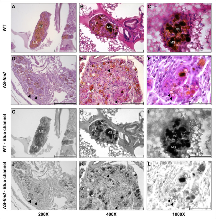 Fig 2