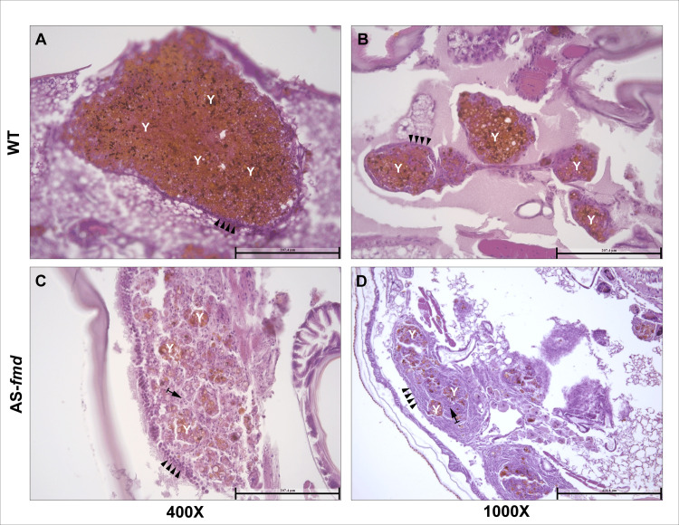 Fig 4