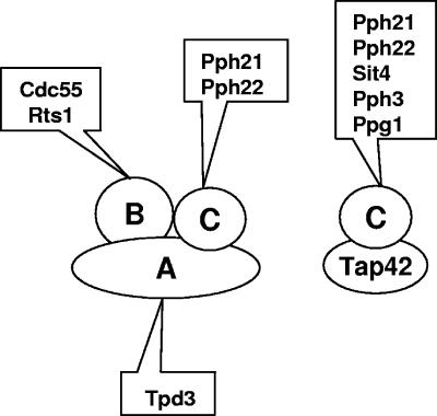 FIG. 1.