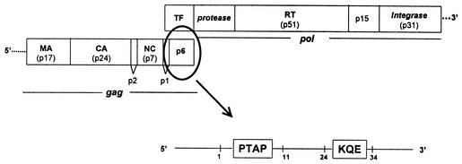 FIG. 1.