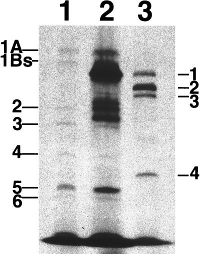 FIG. 1