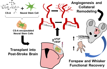 graphic file with name nihms-1552807-f0005.jpg