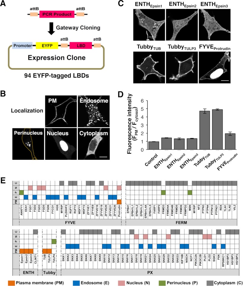 FIGURE 1.