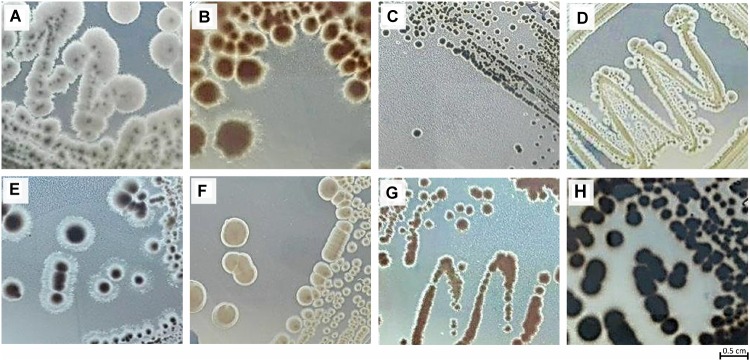 FIGURE 2