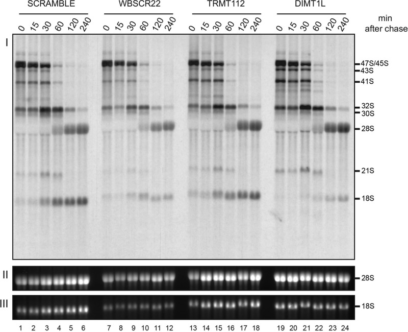 FIGURE 5: