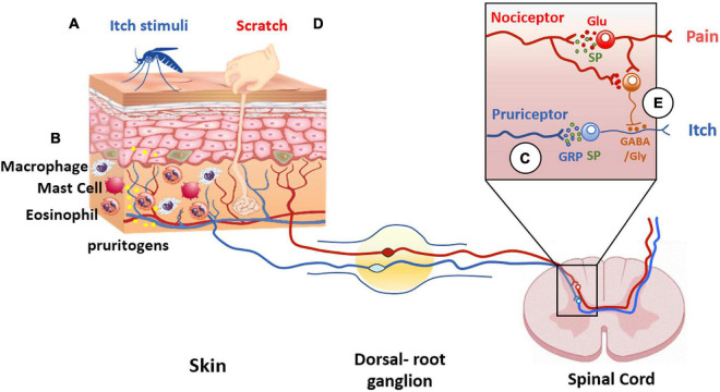 FIGURE 4