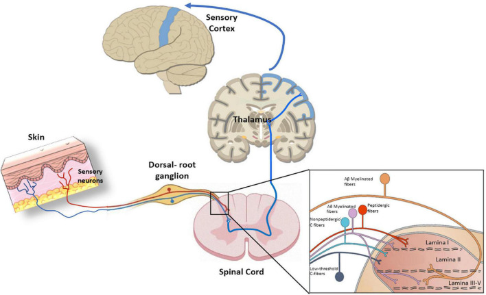 FIGURE 3