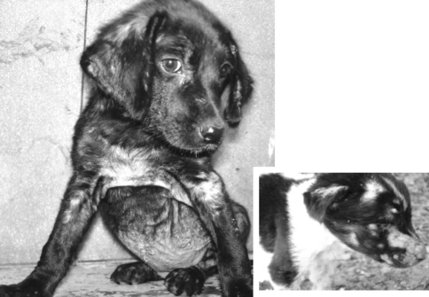 Fig. 1