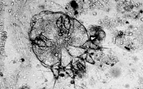 Fig. 2