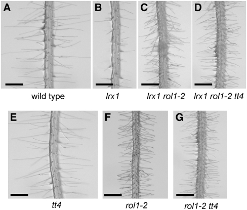 Figure 6.