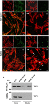 Fig. 9