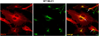 Fig. 3