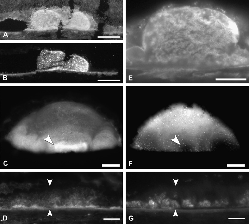 Fig. 13