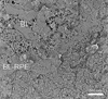 Fig. 10