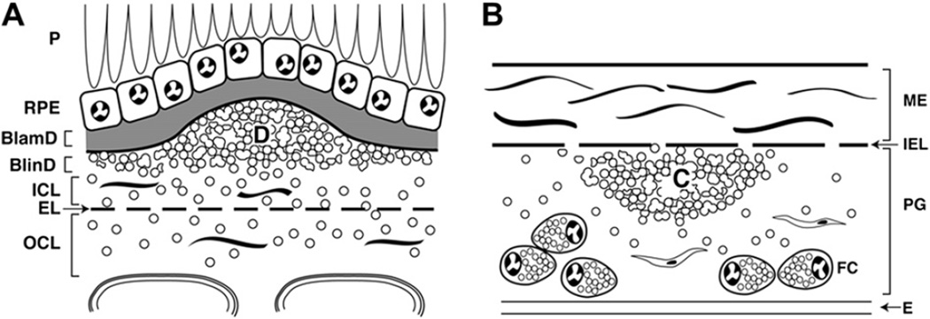 Fig. 5