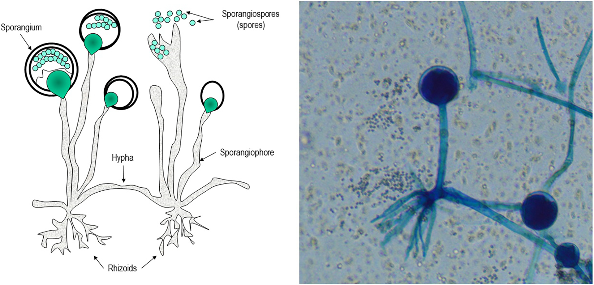 Figure 1: