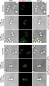 FIGURE 4.