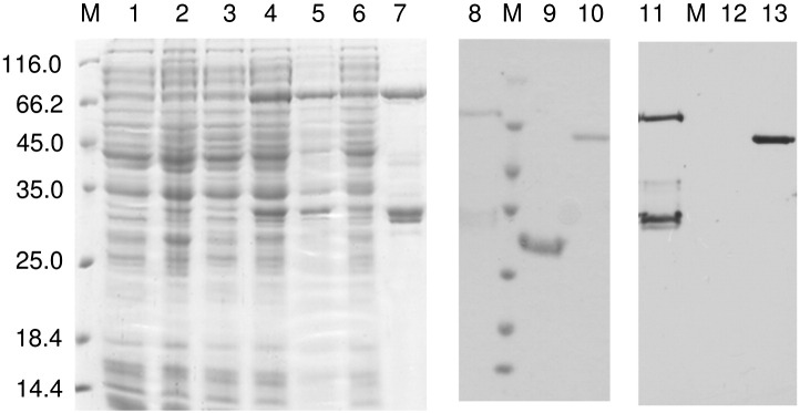 Fig. 3