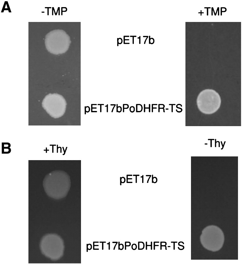 Fig. 2