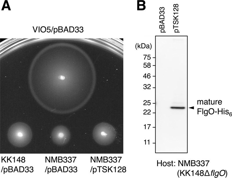 FIG 1