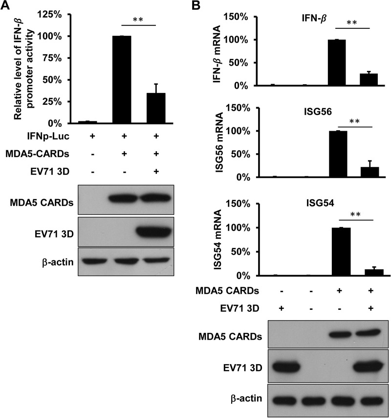 FIG 2