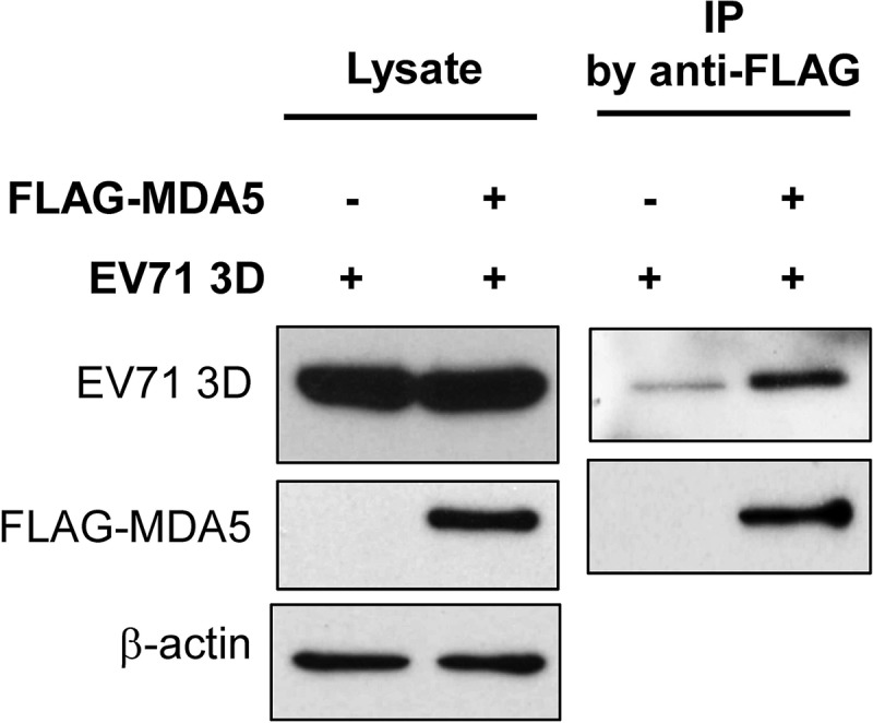 FIG 3