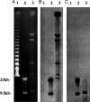 FIG. 1.