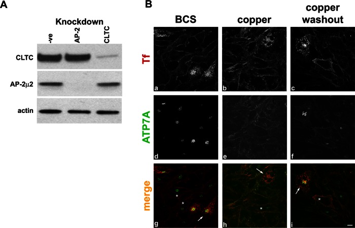 FIGURE 5: