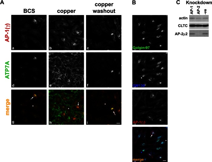 FIGURE 6: