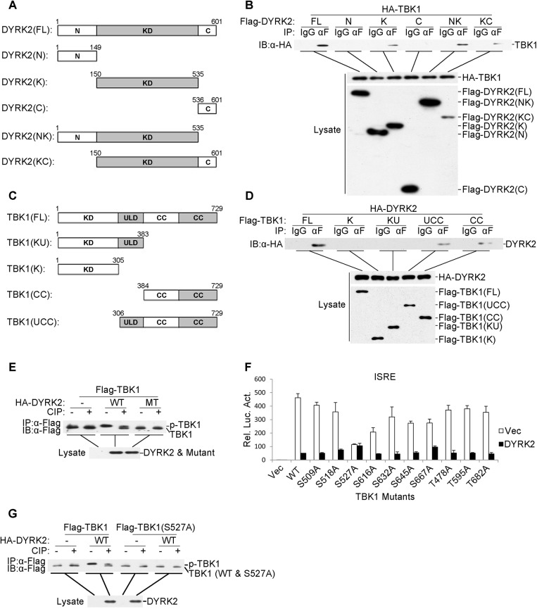 DYRK2 Negatively Regulates Type I Interferon Induction By Promoting ...