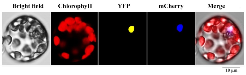 Figure 7