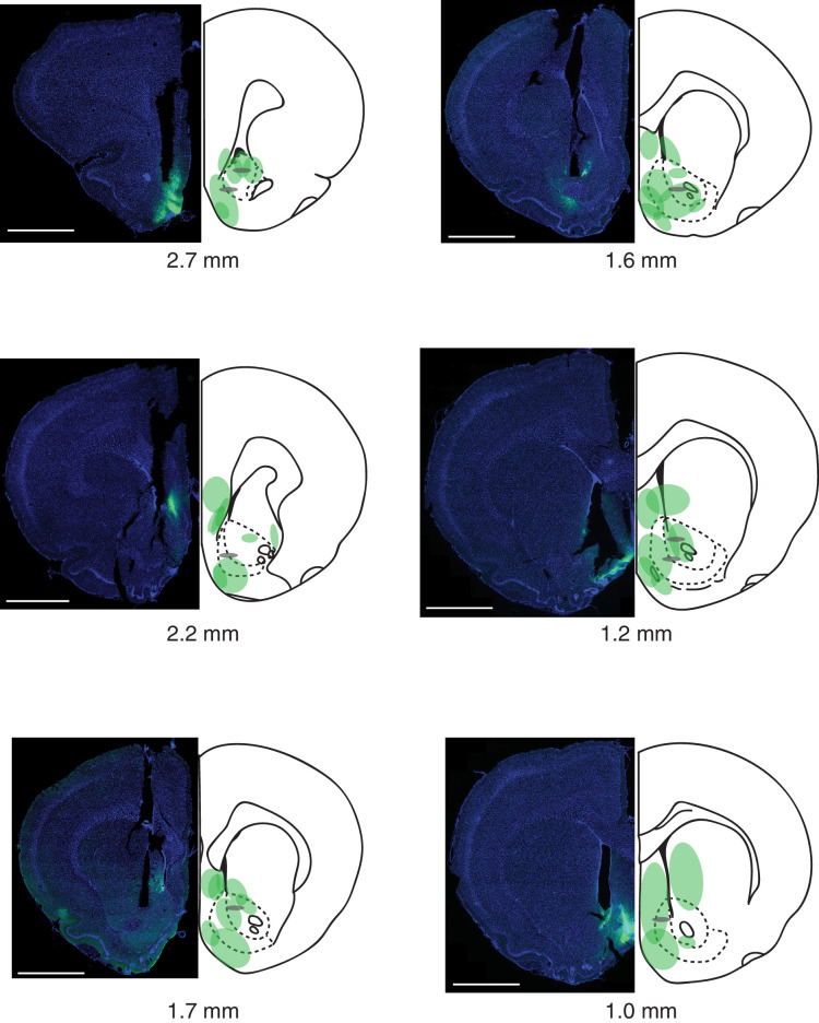 Figure 4—figure supplement 1.