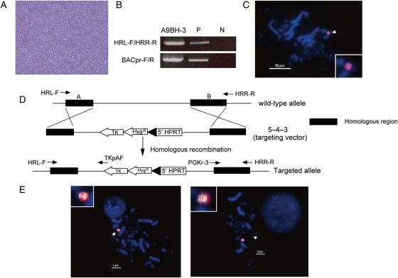 Figure 2