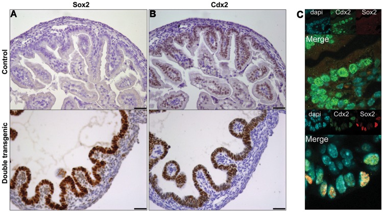 Figure 5