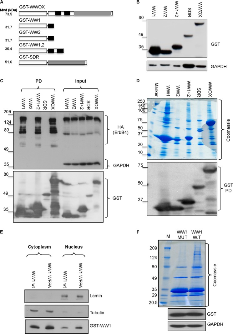 FIGURE 1.