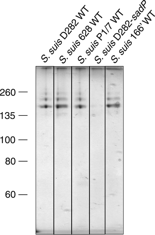 FIGURE 4.