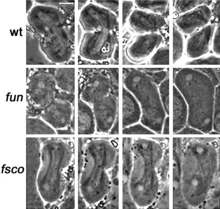 Figure 11.