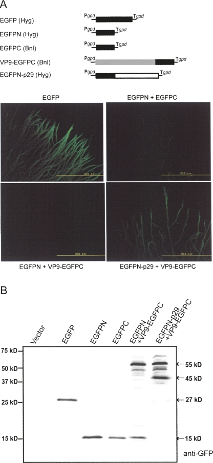 FIGURE 9.