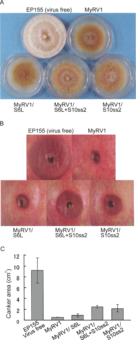 FIGURE 6.