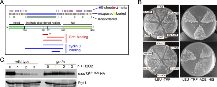 FIGURE 3: