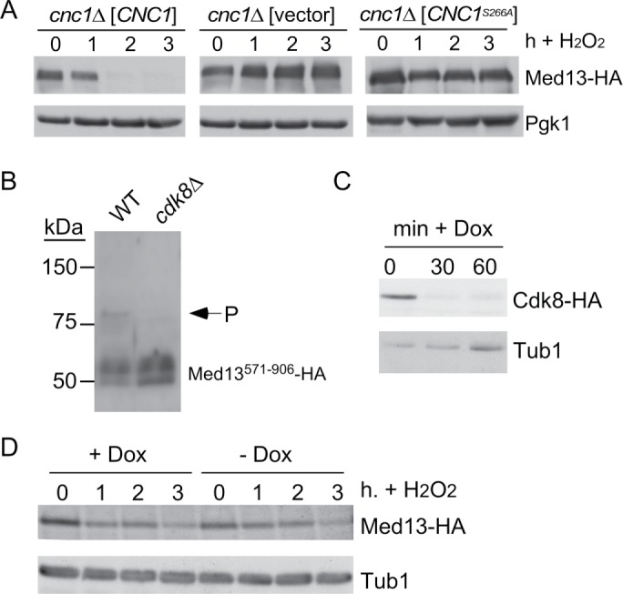 FIGURE 6: