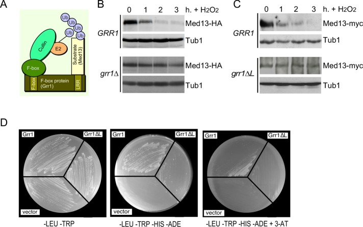 FIGURE 2: