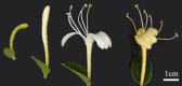 Fig. 9