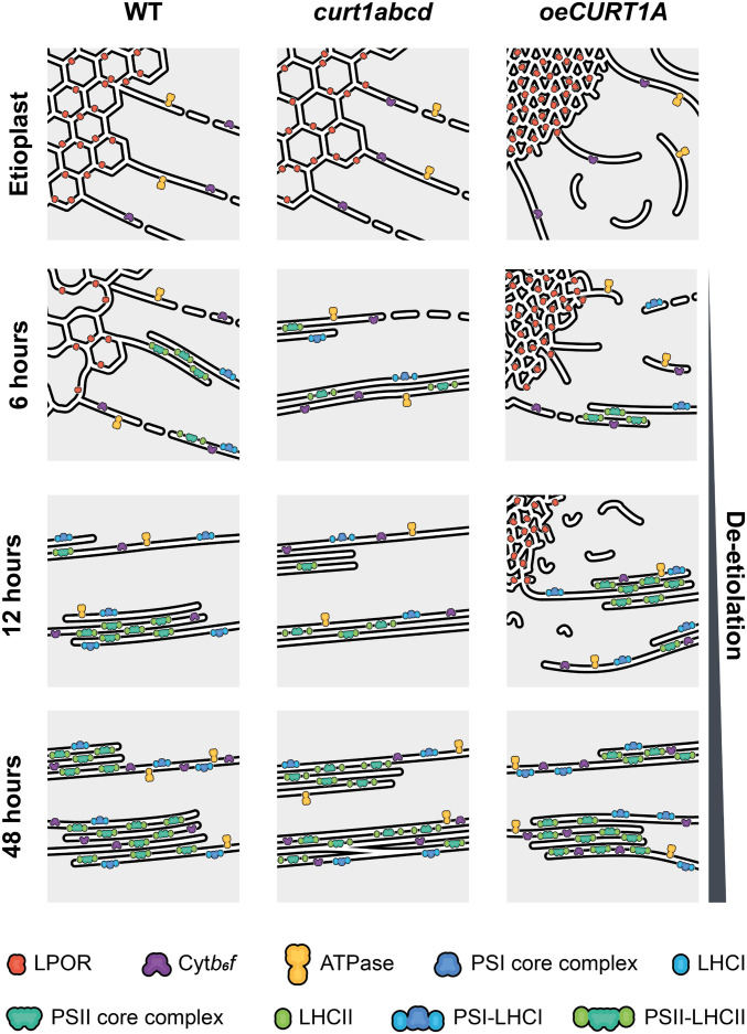 Fig. 6.