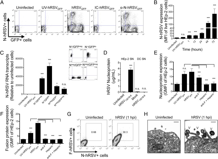 Surface expression of the hRSV nucleoprotein impairs immunological ...