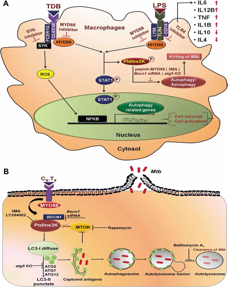 Figure 11.